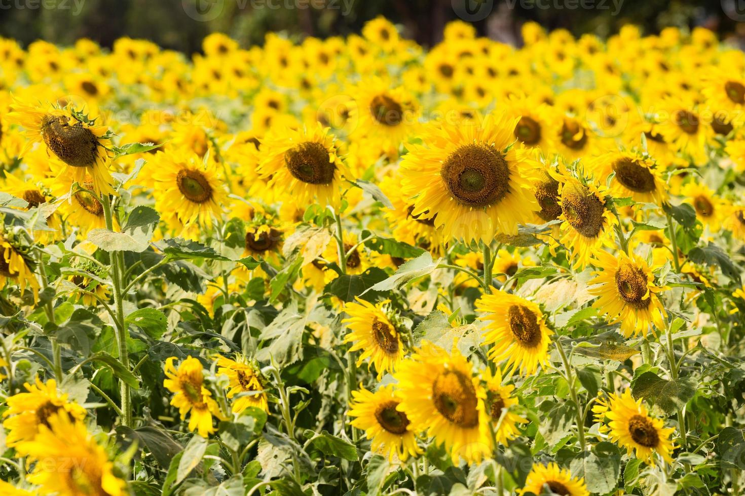 schöne Sonnenblume im Feld foto