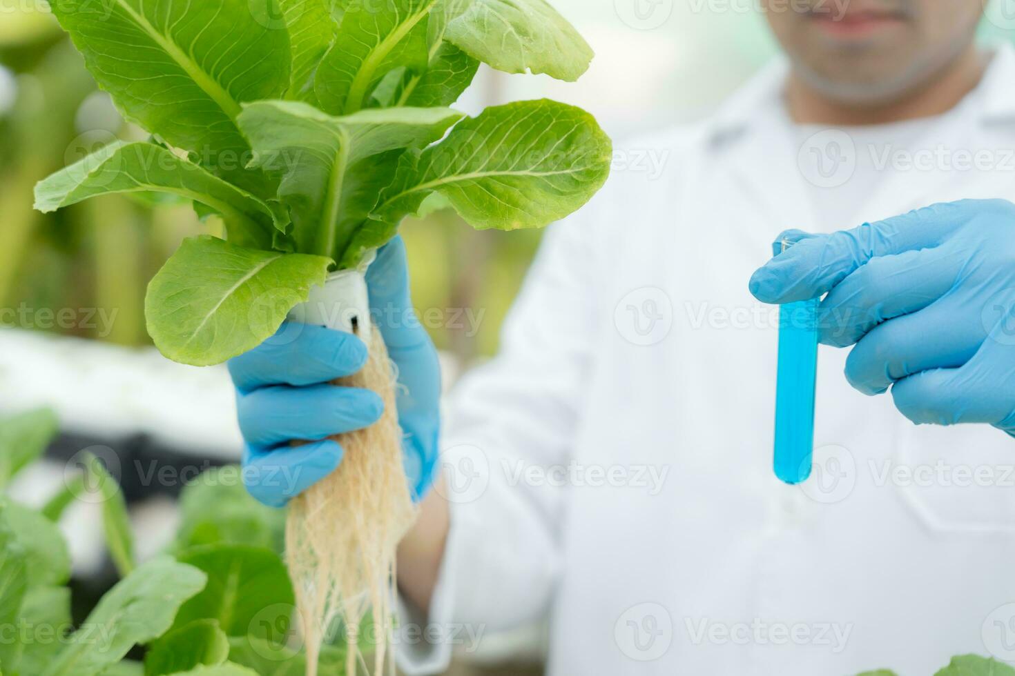 organisch Landwirtschaft, Salat Bauernhof. Wissenschaft Bauern sind Überprüfung Wasser Bedingungen während Pflanzen, Überprüfung zum Pestizid Rückstände. Hydrokultur Gemüse, ökologisch biologisch, gesund, Vegetarier, Ökologie foto