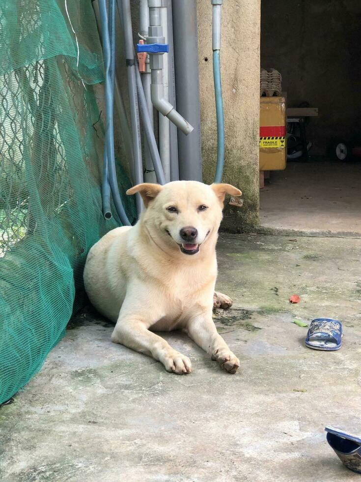 das Weiß Hund ist Lügen im das Hof und kostenlos Hintergrund foto