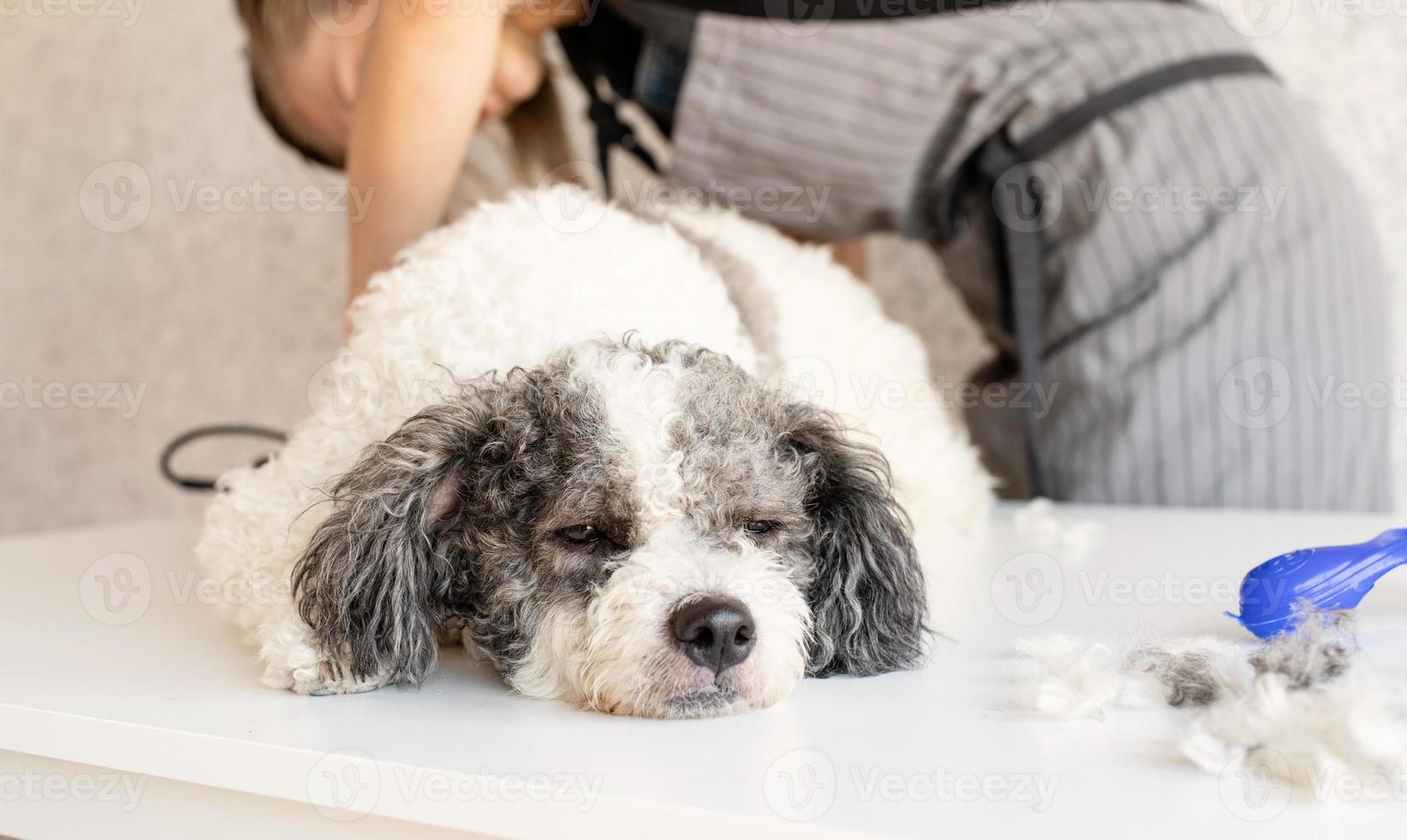 blonde Frau, die zu Hause einen Hund pflegt foto