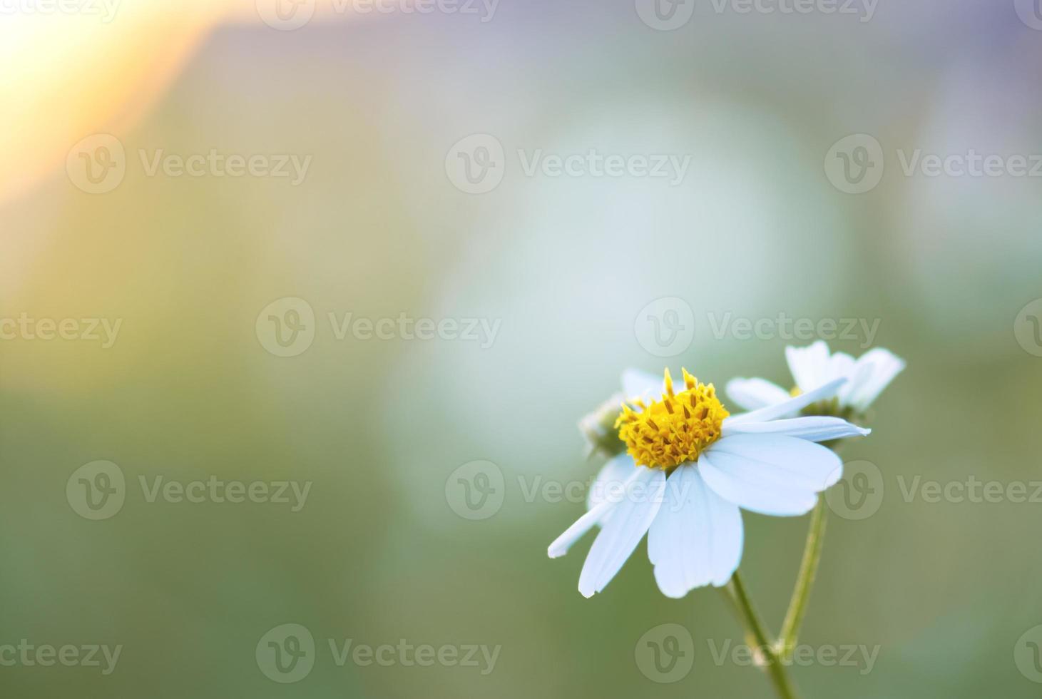 weiße Wiesenblume im Feld mit Sonnenaufgang weicher Fokus für Hintergrund foto