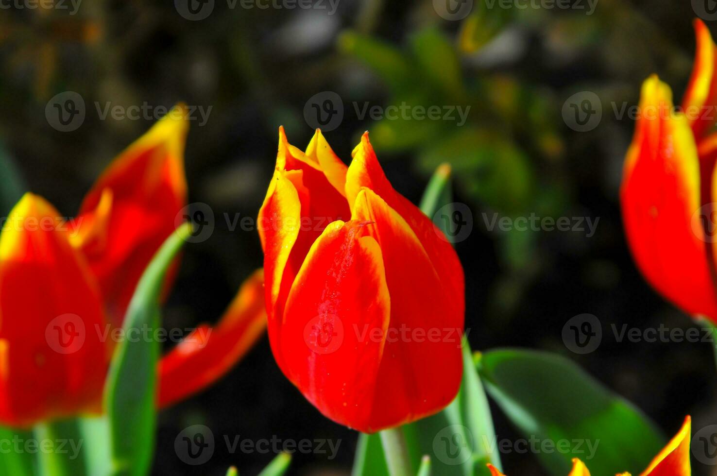 Tulpen im das keukenhof botanisch Garten, gelegen im das Niederlande, das größten Blume Garten im das Welt foto