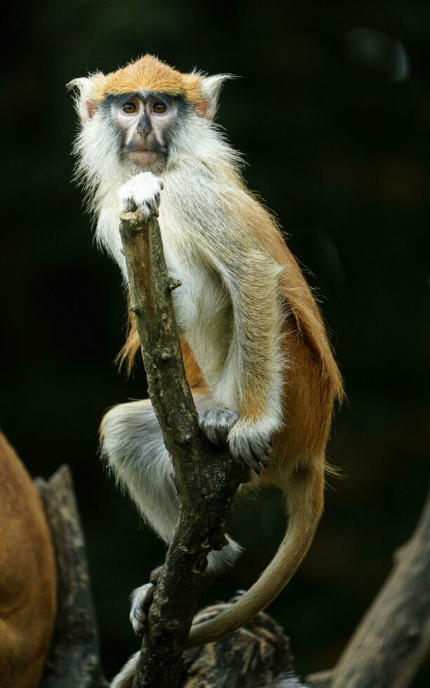 Porträt von Patas Affe im Zoo foto