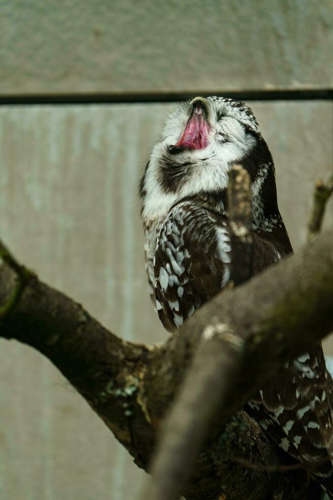 Nord Falke Eule im Zoo foto