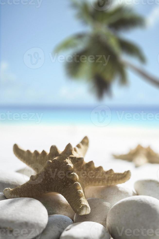 getrocknete Seesterne auf weißen Felsen am Meeresstrand. foto