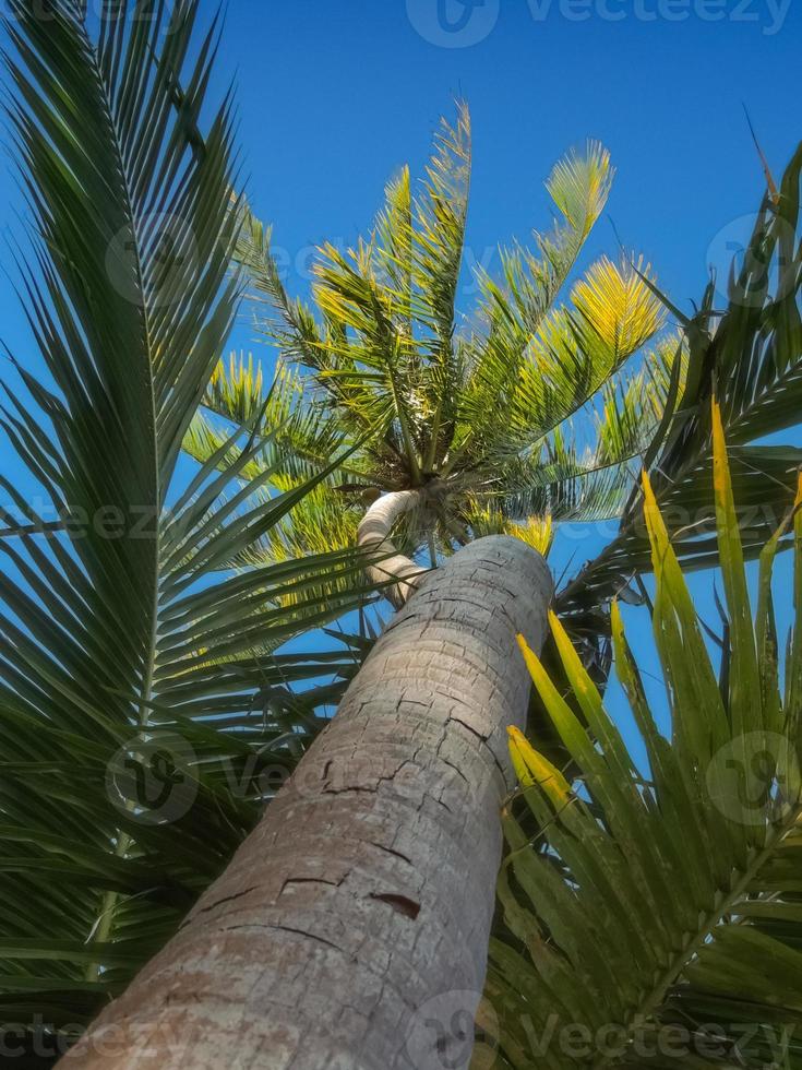 Kokospalme im Hintergrund des blauen Himmels. foto