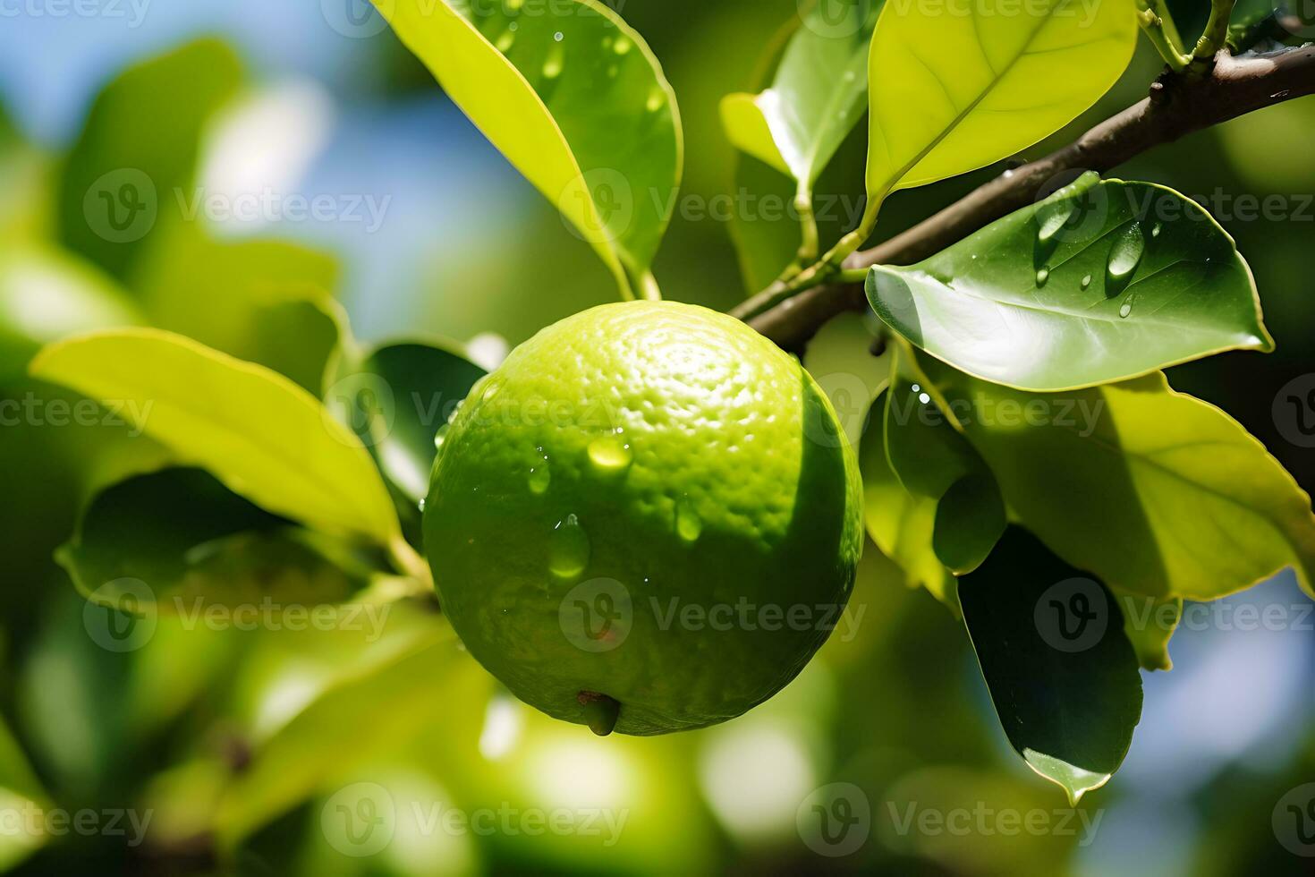 Limette Obst auf Baum mit selektiv Fokus, ai generativ foto