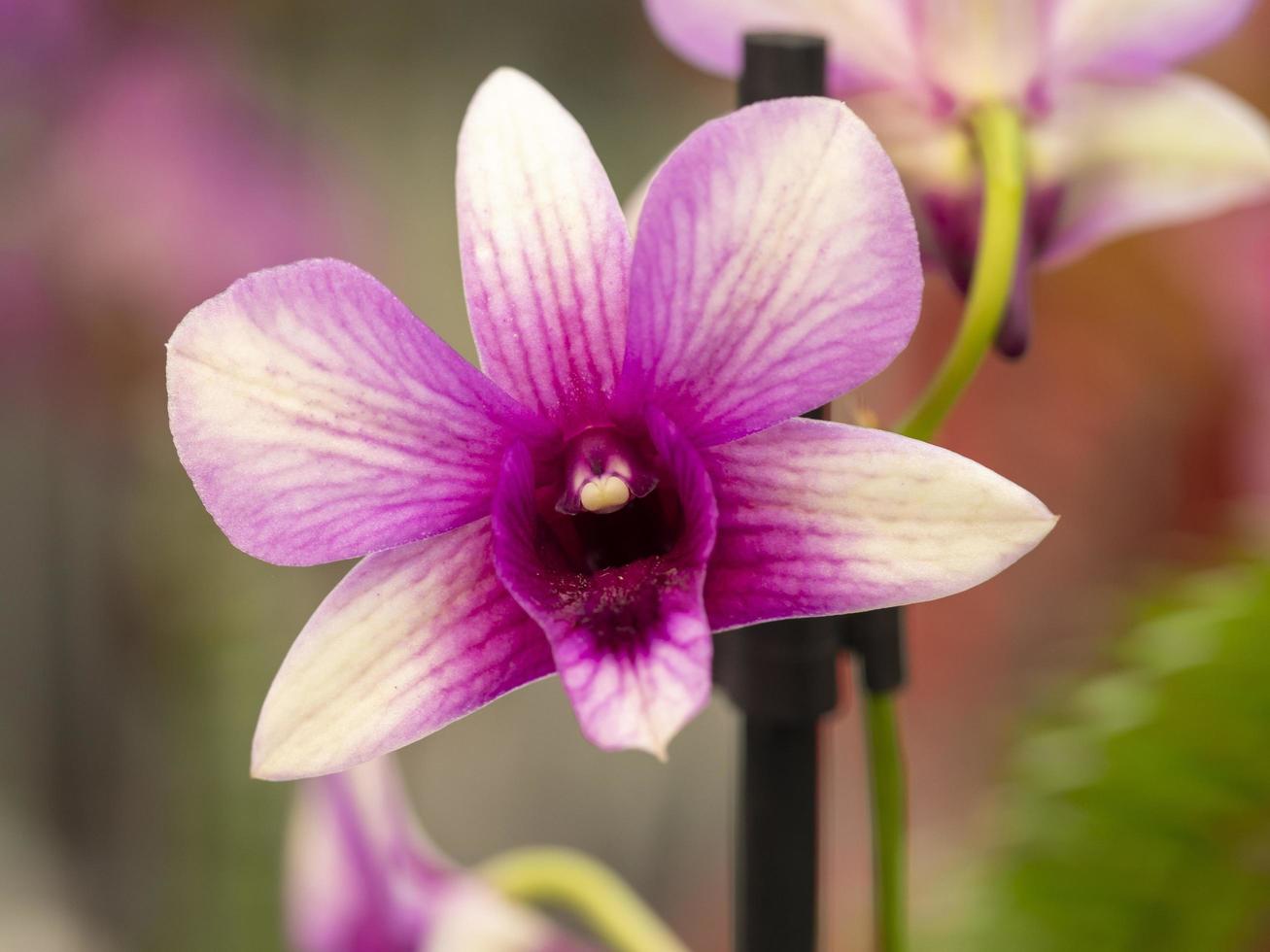 Nahaufnahme einer schönen rosa lila Orchidee foto