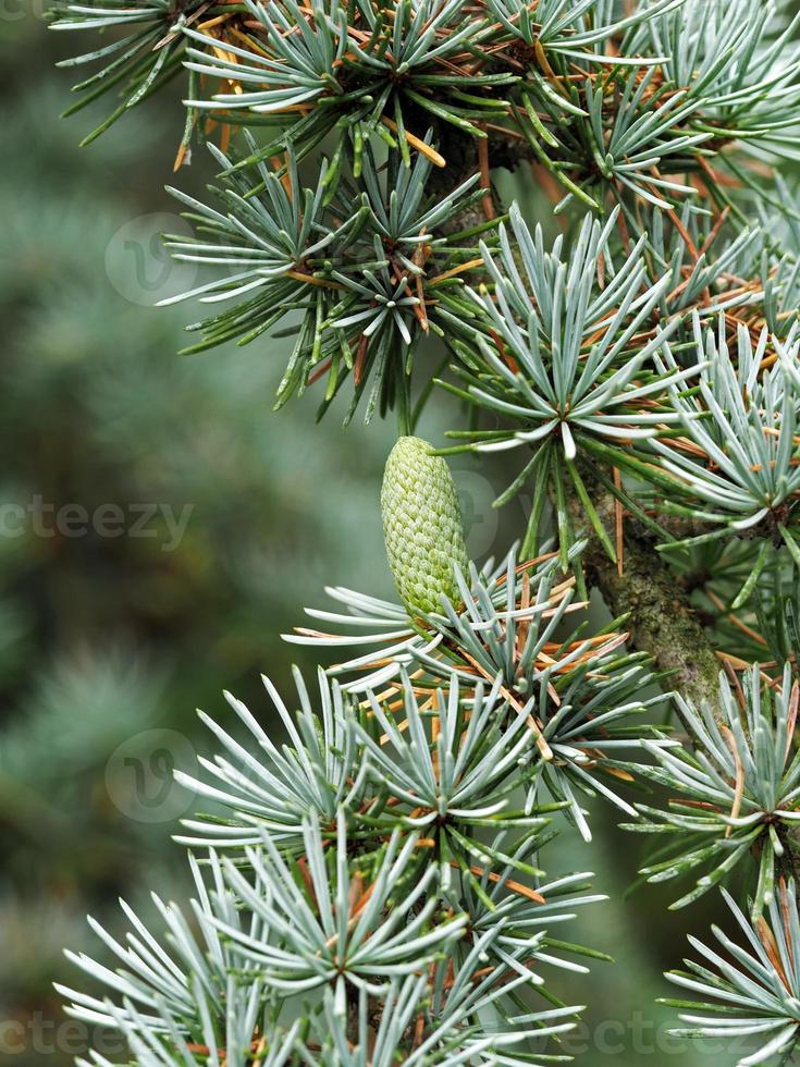 Kegel und Blätter auf einem blauen Atlaszederbaum foto