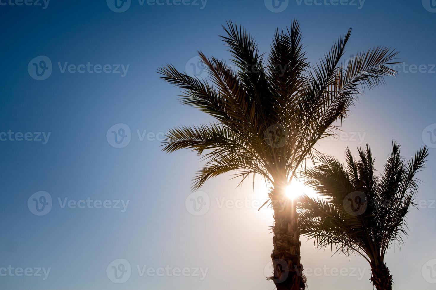 Silhouetten von Palmen gegen den Himmel während eines tropischen Sonnenuntergangs foto