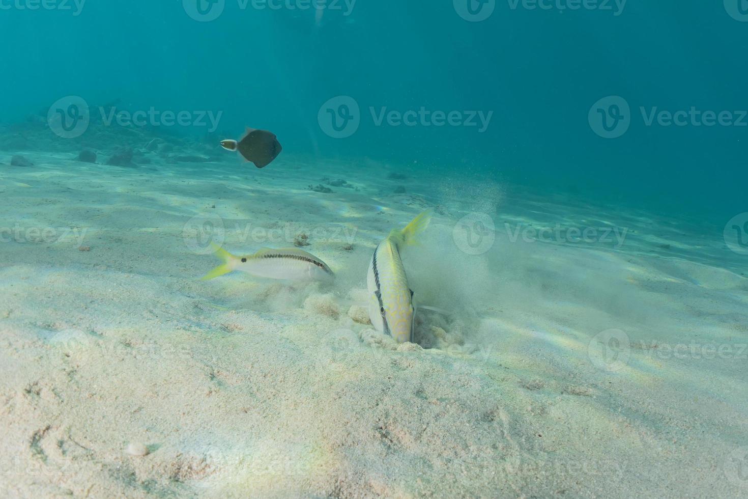 fische schwimmen im roten meer, bunte fische, eilat israel foto