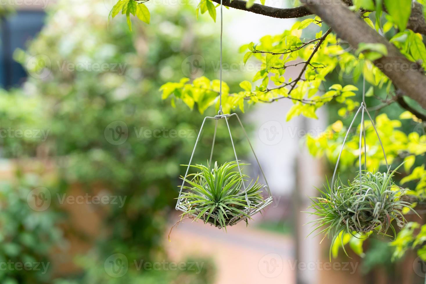 kleine Luftpflanzen hängen am Baum foto