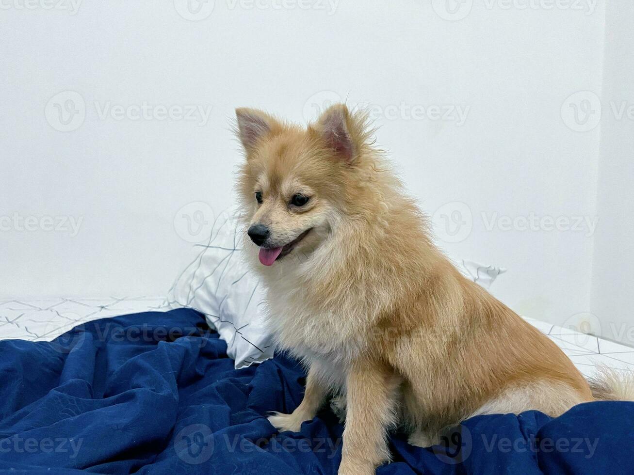 bezaubernd glücklich pommerschen Hund oder Hündchen sitzen oder legen auf das Blau Bettdecke oder Decke oder Matte oder Matratze foto