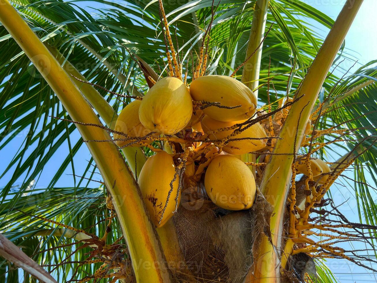 Gruppe von Gelb farbig Kokosnuss Obst oder Kokosnuss Baum oder Kokos Nucifera foto