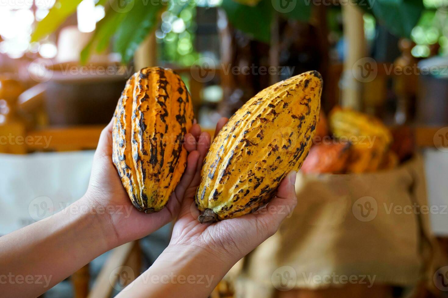 Kakao, Kakao, Schokoladennussbaum. Frucht in Form einer Papaya am Stamm oder an den Ästen. kürbisartige Haut, dicke Haut, Kakaobohnen werden zu Schokolade verarbeitet. weicher und selektiver Fokus. foto
