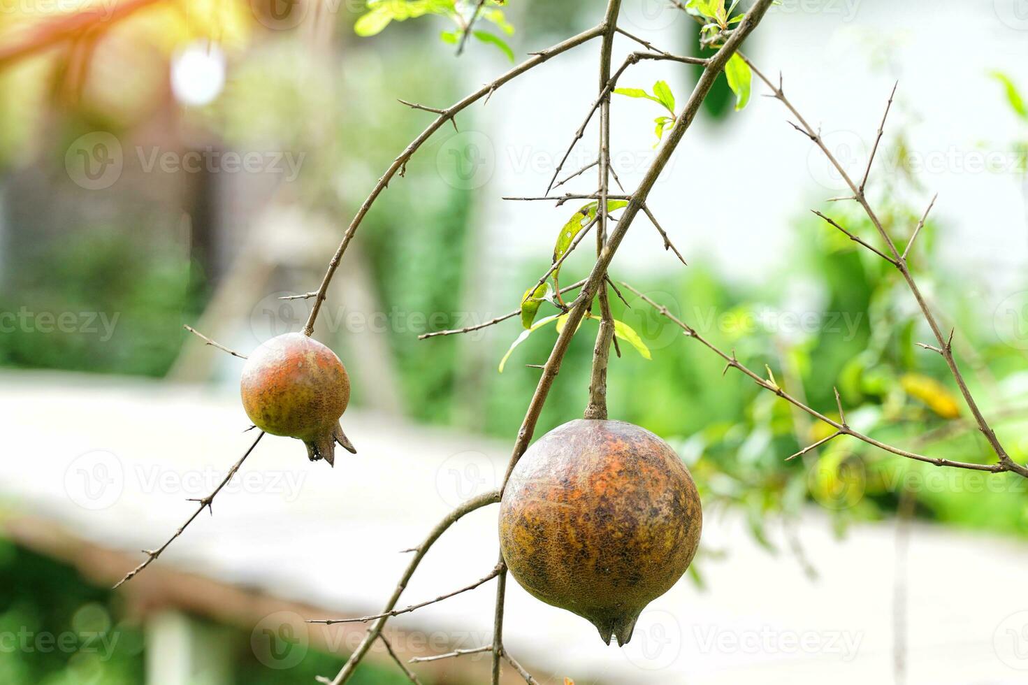 punica Granatum hat ein kugelförmig Obst mit ein dick, glatt Haut. reif Obst ist gelbliches Braun mit ein rötlich Farbton. Dort sind viele Saat innen. Licht Rosa Fleisch, durchscheinend, Süss und sauer schmecken. foto