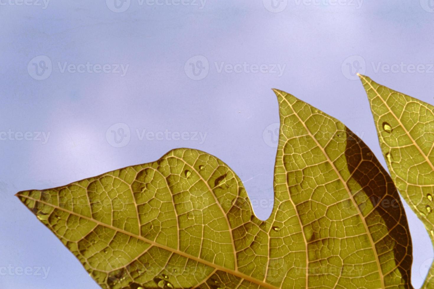 äderiges Netz im Blatt foto