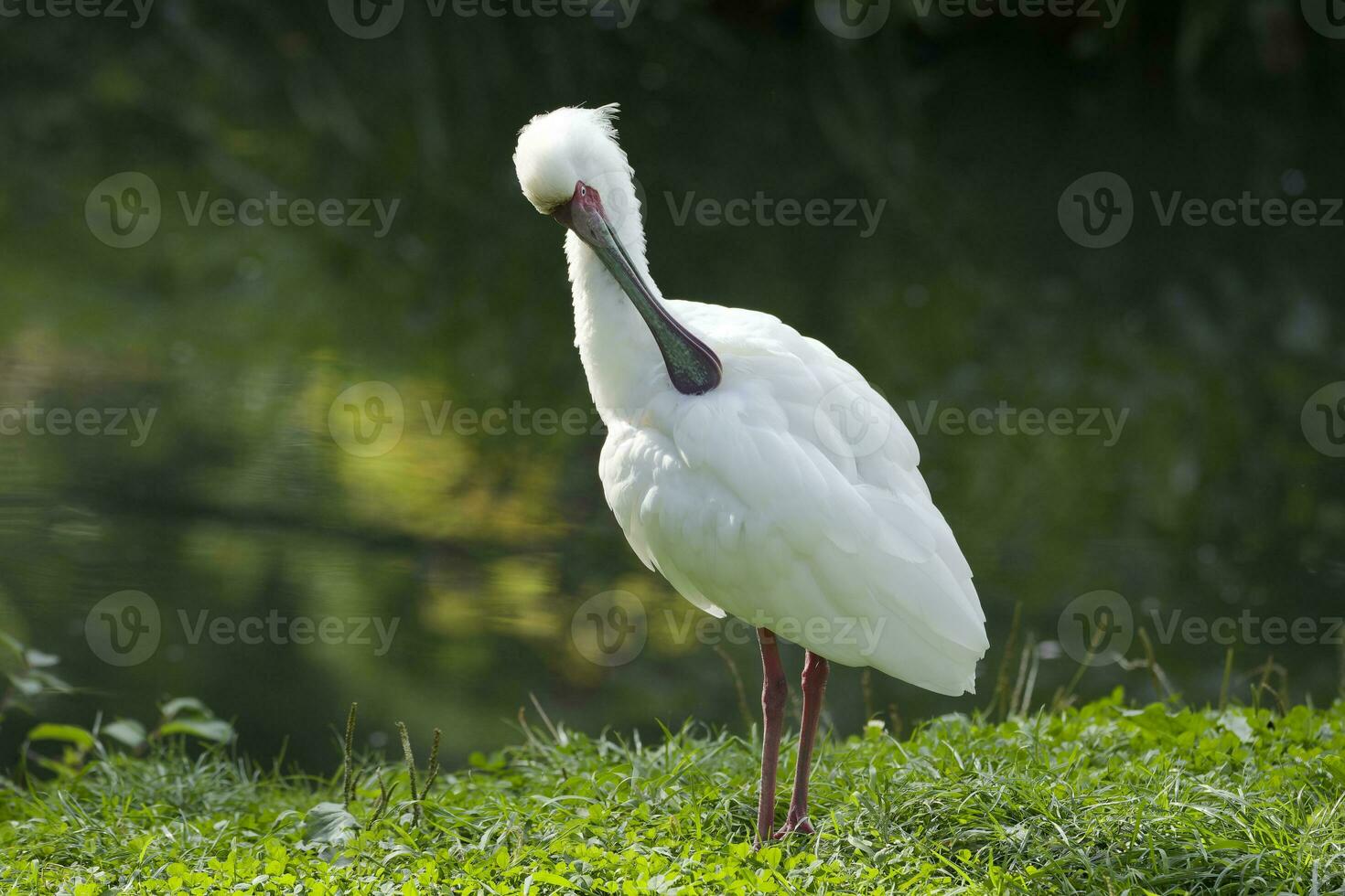 Löffler auf das Ufer von das See foto