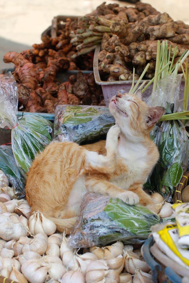 streunende Katze, die in einem lokalen Marktstand liegt foto