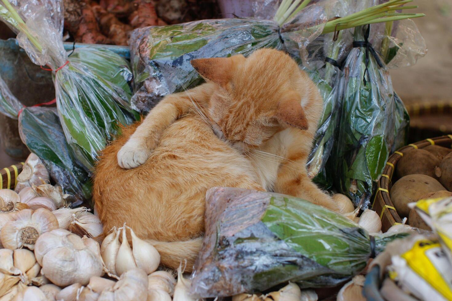 streunende Katze, die in einem lokalen Marktstand liegt foto