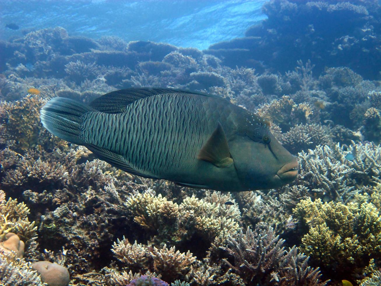 ein riesiger napoleonfisch im roten meer foto