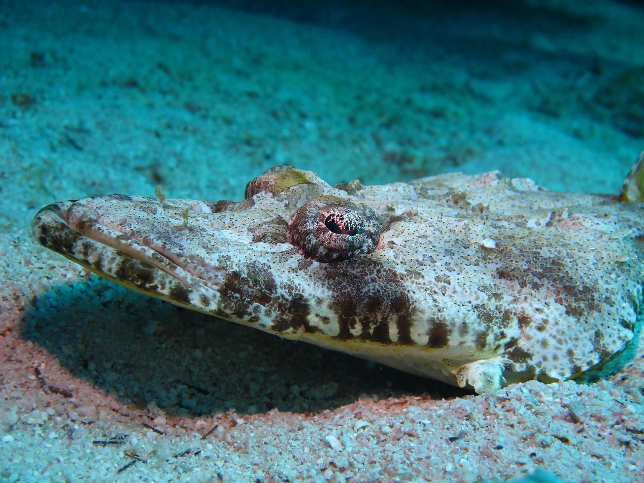 Krokodilfisch auf dem Meeresboden im Roten Meer foto