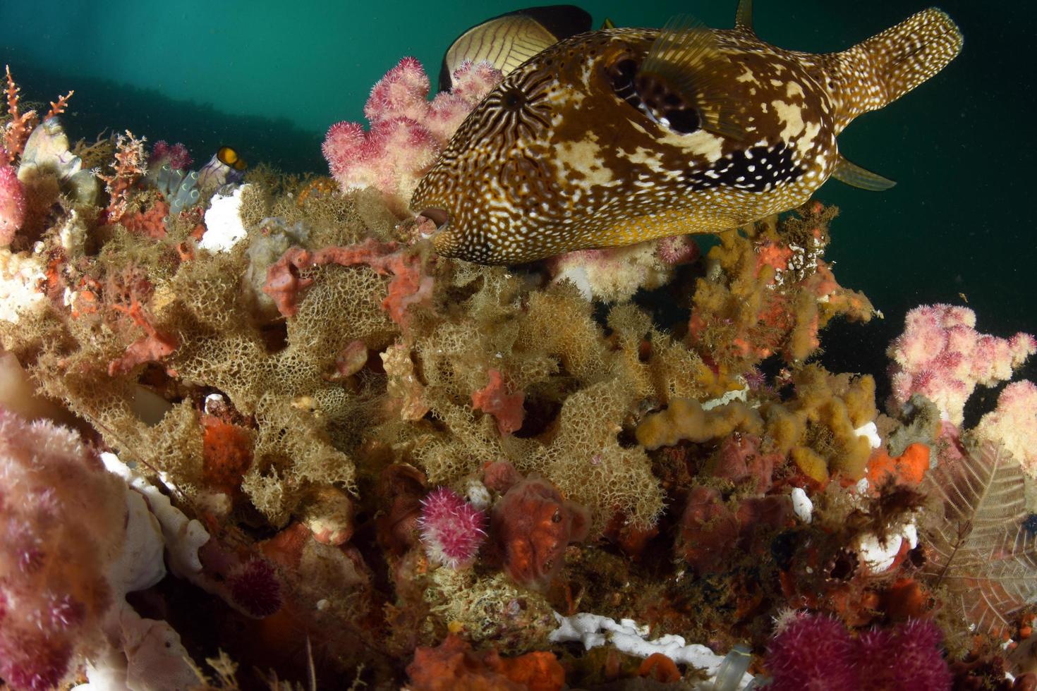 ein riesiger Kugelfisch neben Weichkorallen foto