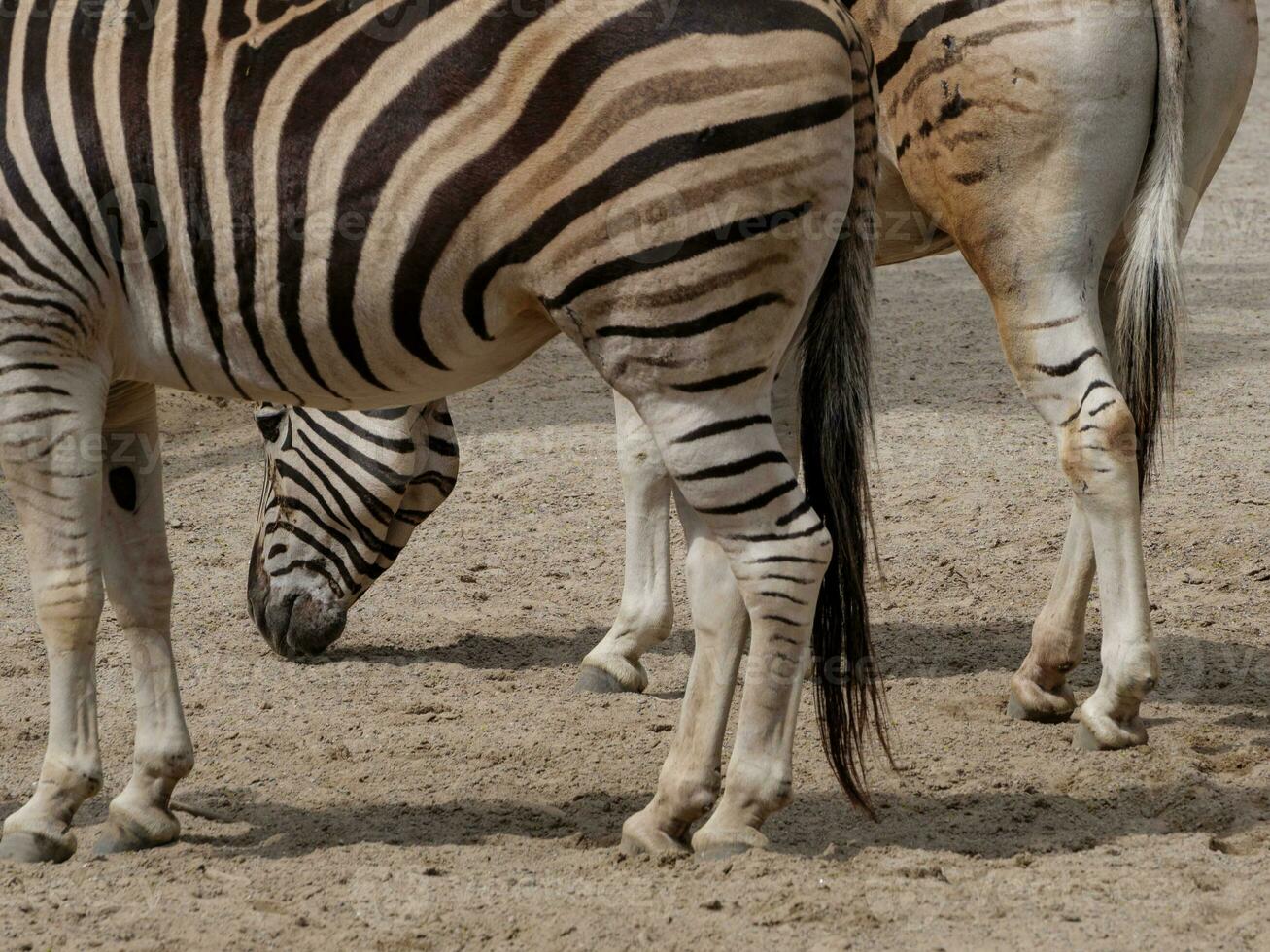 Tiere im Zoo foto