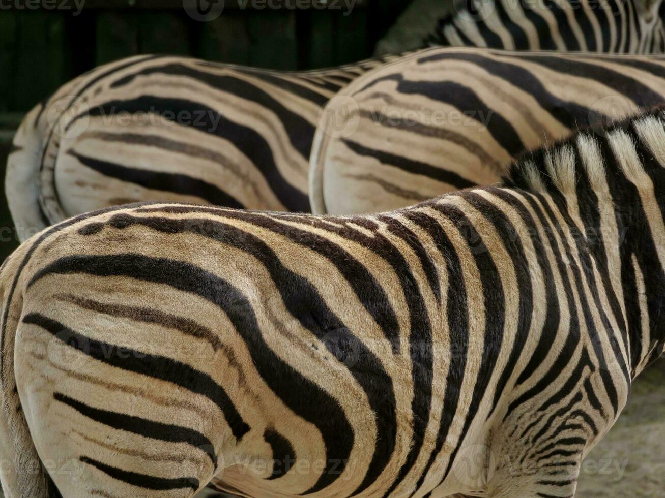 Tiere im Zoo foto