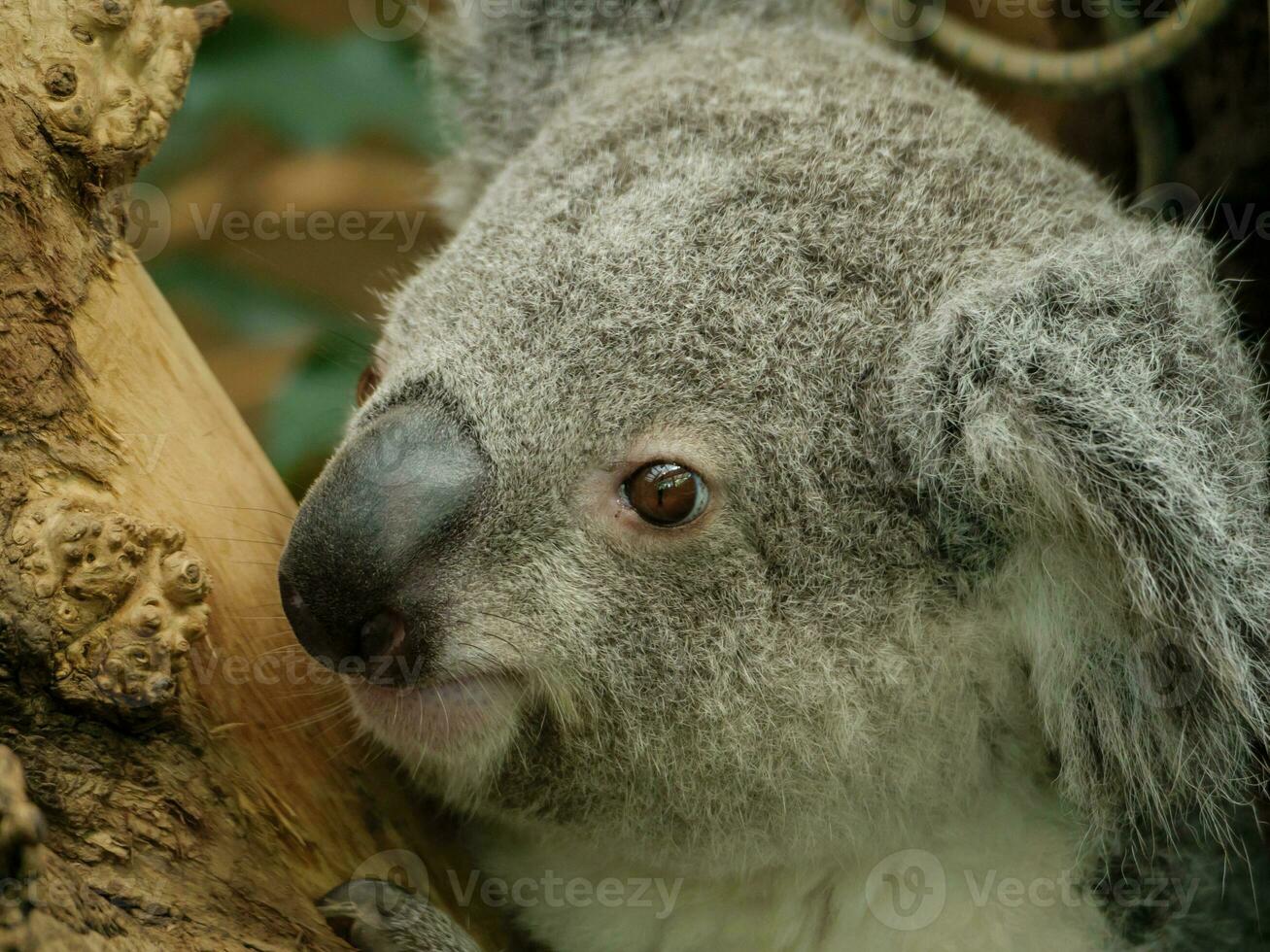 Tiere im Zoo foto