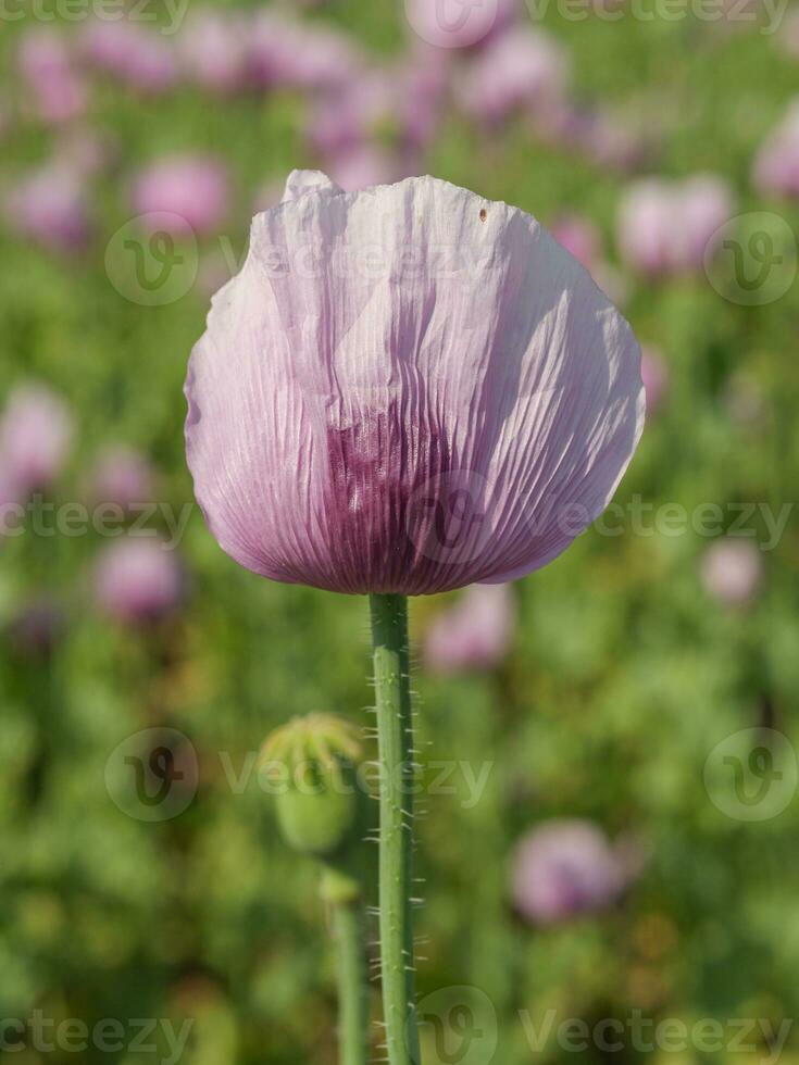 Mohnblumen auf ein Feld im Deutschland foto