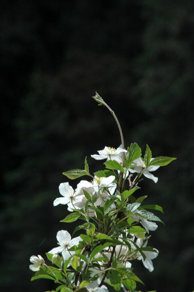 Blumenstrauß foto