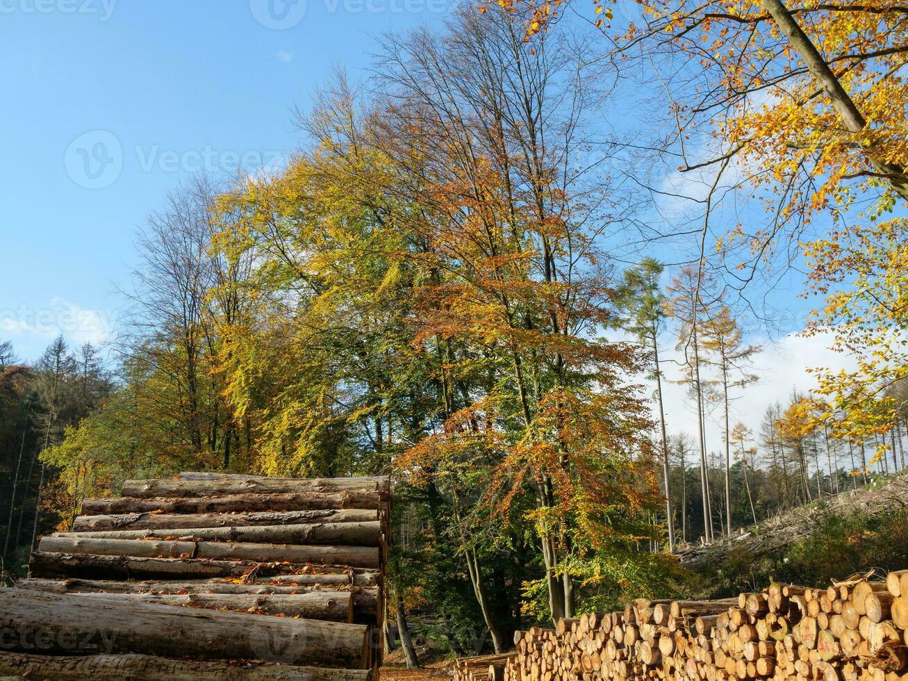 das teutoburg Wald im Deutschland foto