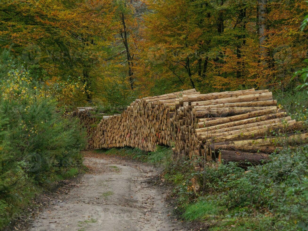 das teutoburg Wald im Deutschland foto