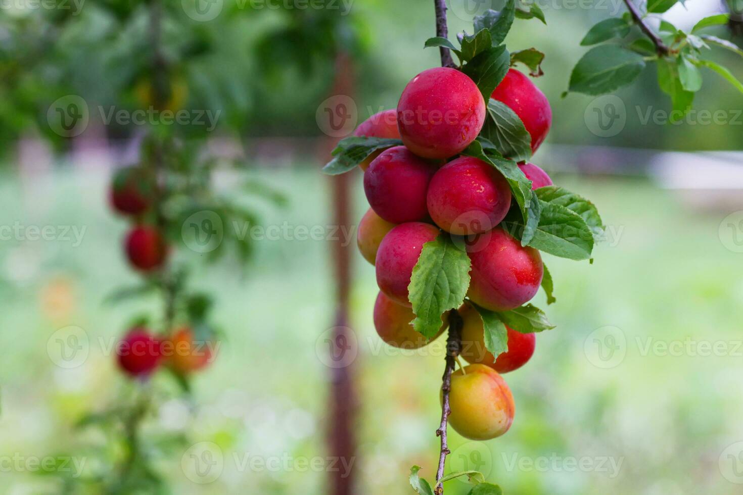 rot Kirsche Pflaume Früchte auf Baum während Reifung foto