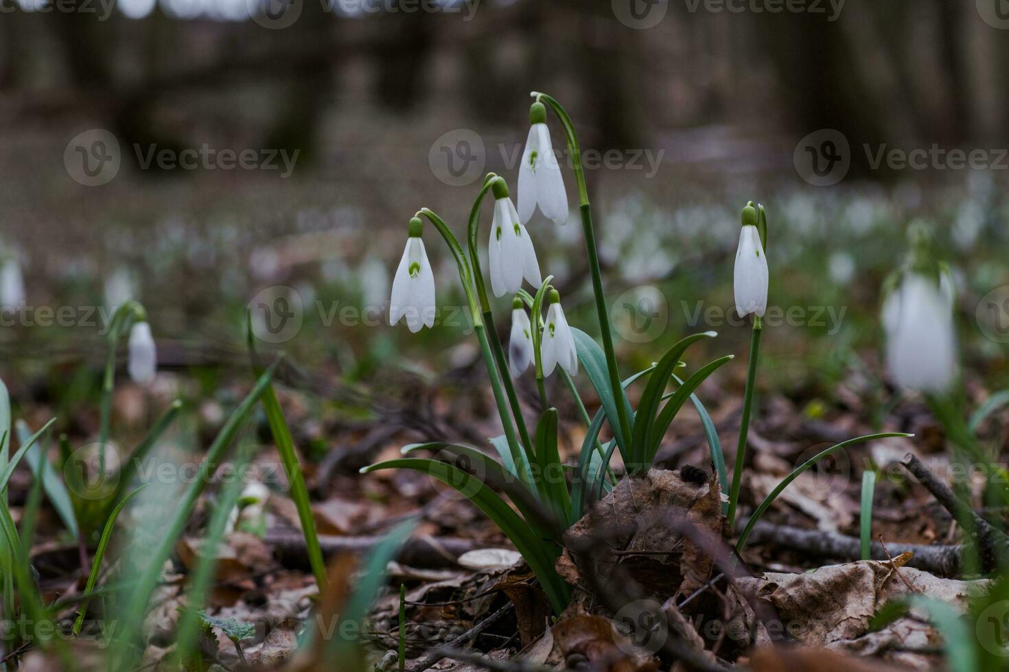 Galanthus, Schneeglöckchen drei Blumen gegen das Hintergrund von Bäume. foto