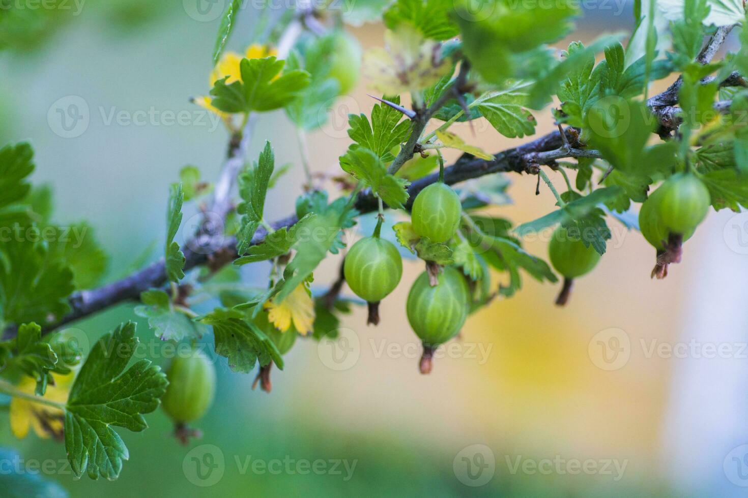 Stachelbeere, Rippen uva-crispa, Rippen Grossularia Grün unreif Beeren auf ein Ast. foto