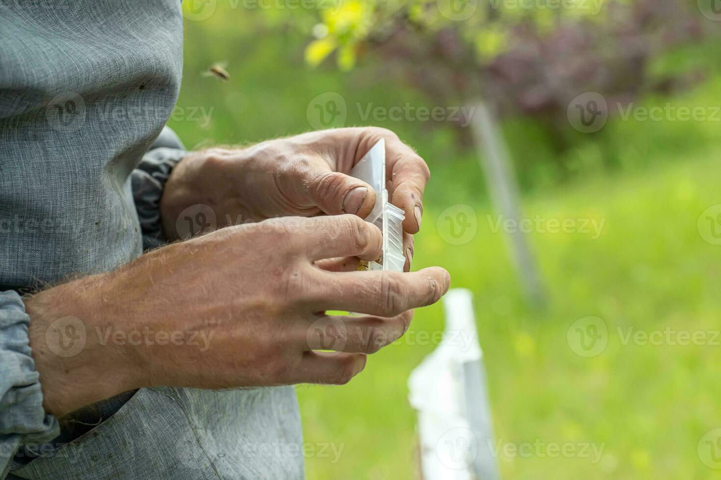 Imker halten ein klein Kern mit ein jung Königin Biene. Zucht von Königin Bienen. Bienenstöcke mit Waben. Vorbereitung zum künstlich Besamung Bienen. natürlich Wirtschaft. Königin Biene Käfige foto