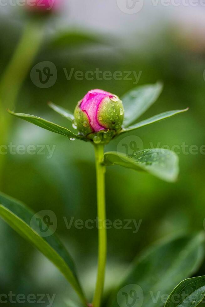 auferstanden Knospe Rosa Pfingstrose foto