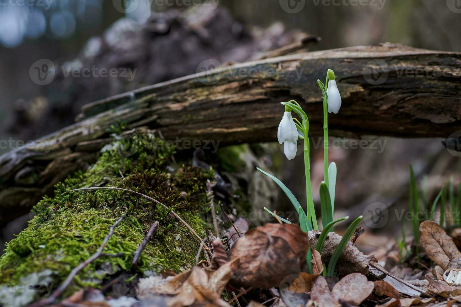 Galanthus, Schneeglöckchen drei Blumen gegen das Hintergrund von Bäume. foto