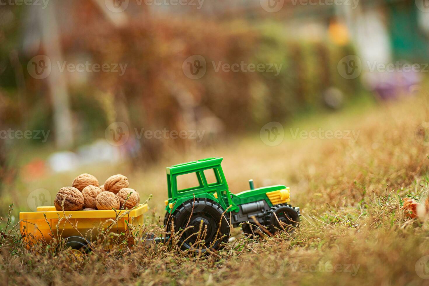 Grün Traktor trägt Nüsse im das zurück. Spielzeug Traktor mit ein Ernte von reif Walnüsse. Herbst Fotophon. foto