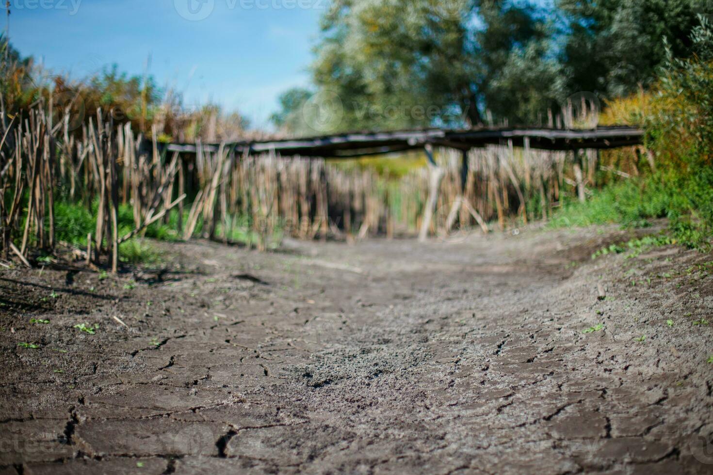 Unterseite von trocken See. Schilf entlang trocken See. trocken Schilf durch See. Ukraine ohne Wasser. foto