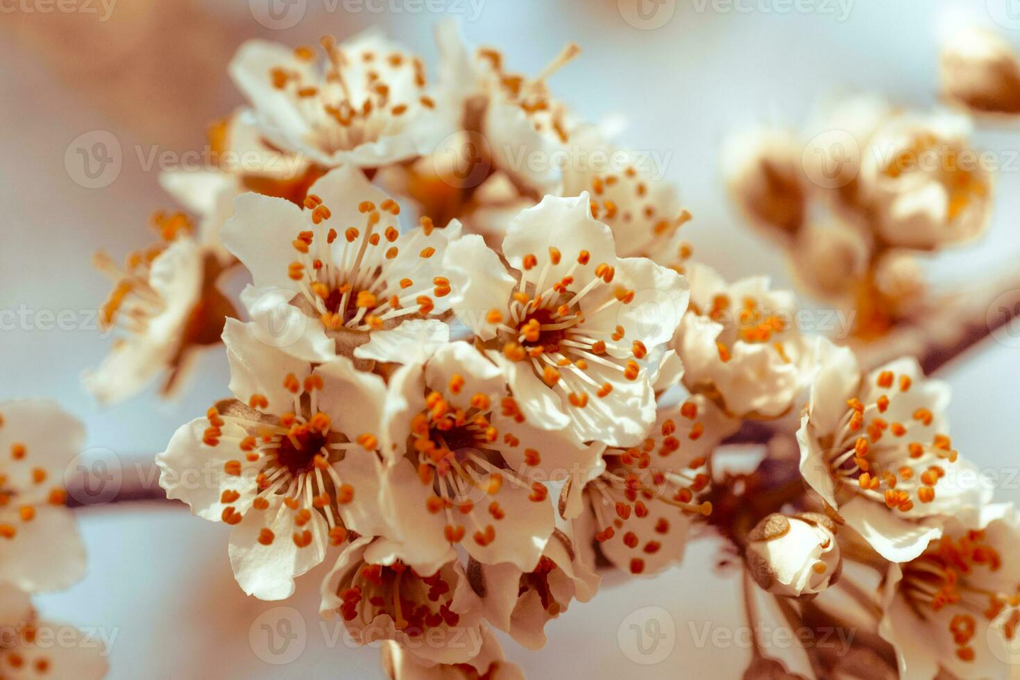 Blumen von Kirsche Pflaume oder Myrobalan Prunus cerasifera Blühen im das Frühling auf das Geäst. Designer getönt im orange. foto