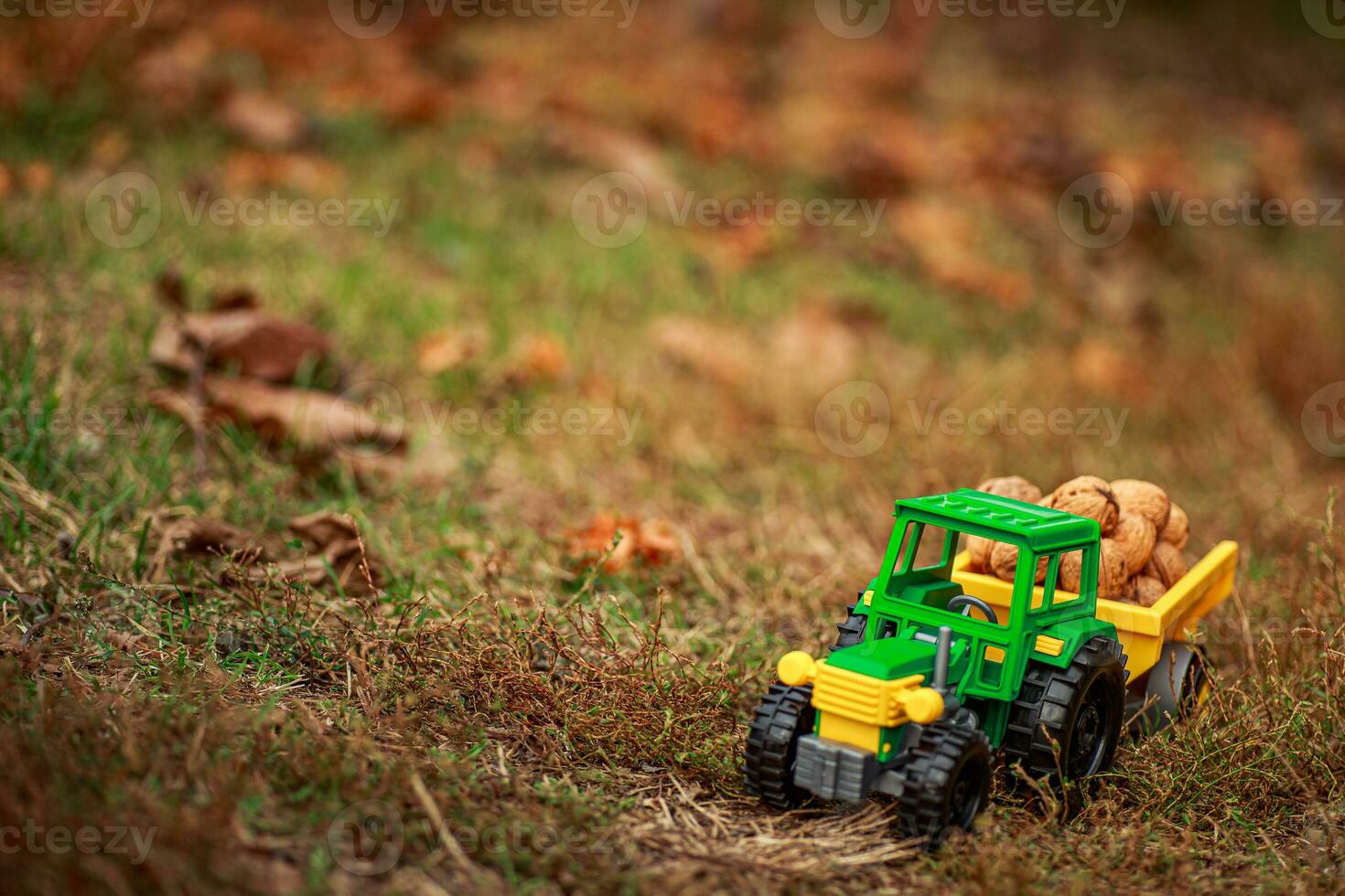 Grün Traktor trägt Nüsse im das zurück. Spielzeug Traktor mit ein Ernte von reif Walnüsse. foto