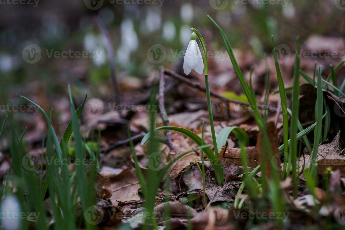 Galanthus, Schneeglöckchen drei Blumen gegen das Hintergrund von Bäume. foto