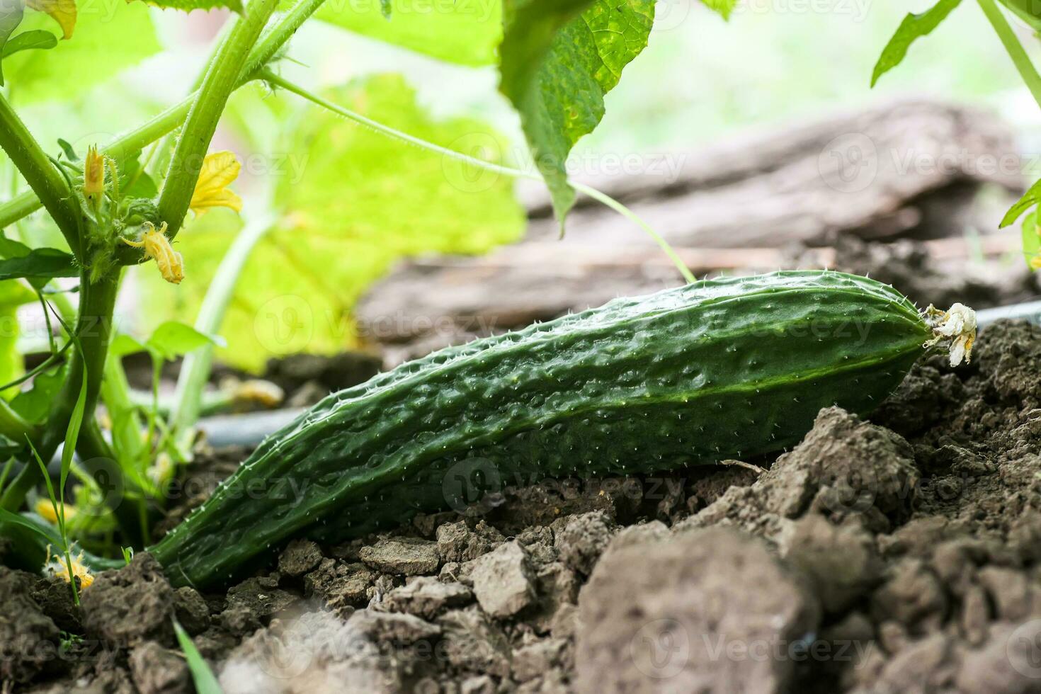 groß lange frisch Gurke Sämling gewachsen im öffnen Boden. Anbau von Gurken im Gewächshäuser. Ernte Konzept foto