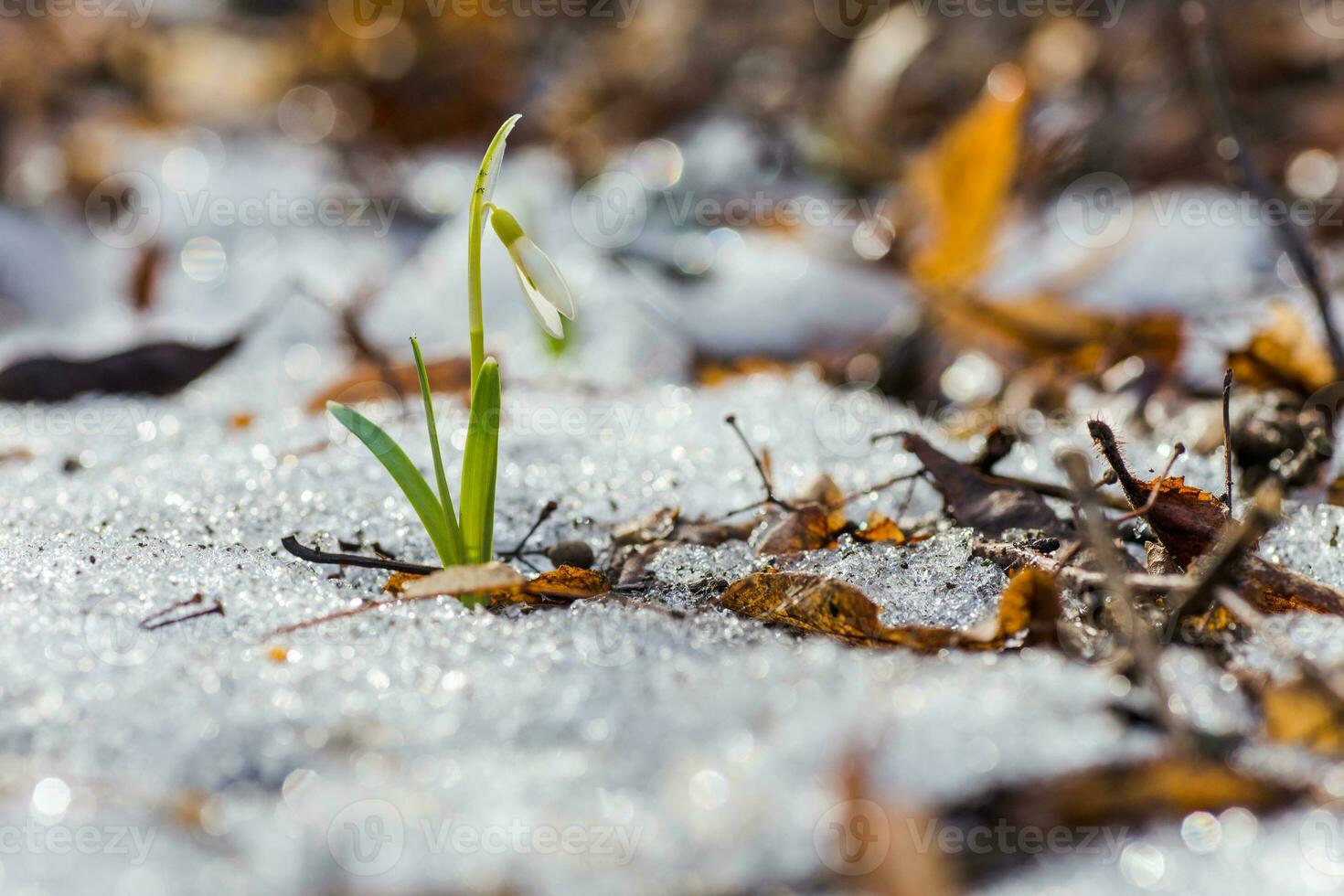 einer Schneeglöckchen im das Schnee. das zuerst Blumen unter das aufgetaut klopfen foto