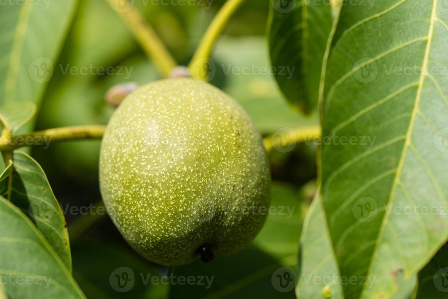 Früchte eines Walnussbaums foto