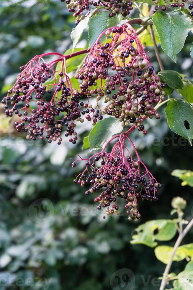 Schwarzer Holunder Sambucus an einem Holunderbusch foto