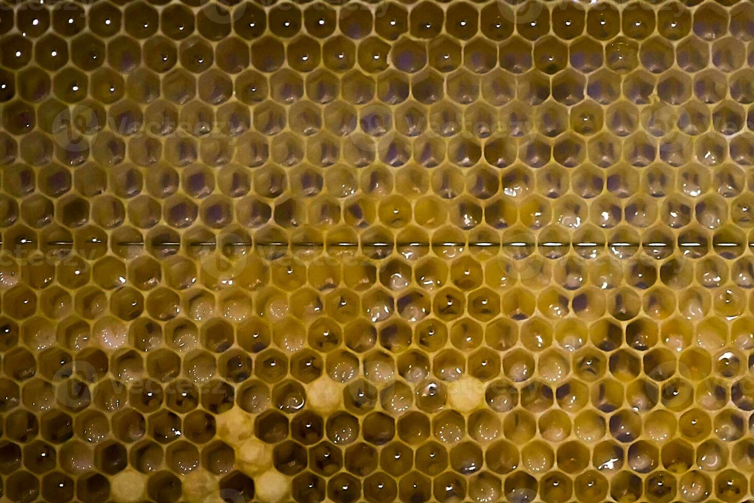 Waben mit Larven von Honigbienen. groß Weiß Biene Larven. foto